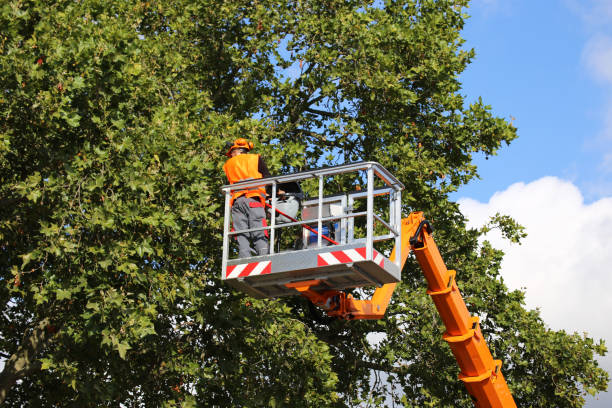 Tree and Shrub Care in Virginia Beach, VA